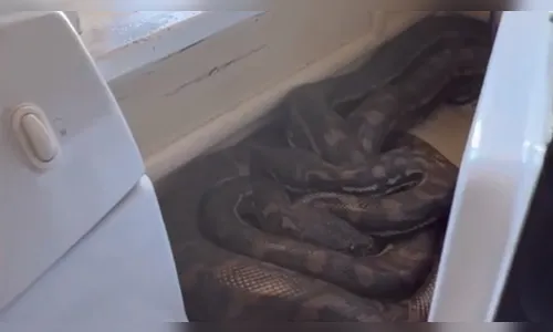 Mulher encontra duas cobras atrás de micro-ondas; veja o resgate
