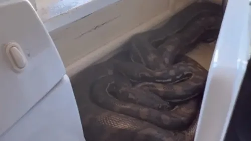 Duas cobras da espécie píton foram encontradas atrás de um micro-ondas