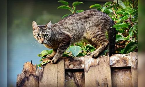 Gato “sapeca” vira caso de polícia em Apucarana
