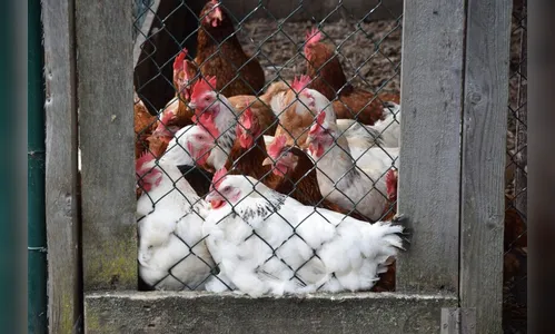 Ladrões de galinha fazem a festa e limpam chácara em Cambira