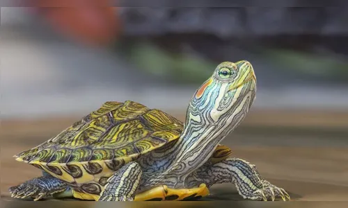 Trabalhador perde a TV e a tartaruga de estimação, em Bom Sucesso