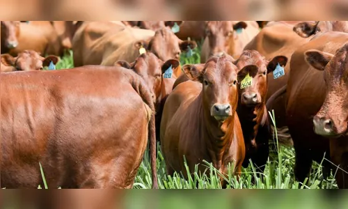 Vaca de raça, de R$ 10 mil, é abatida no pasto em São Pedro do Ivaí