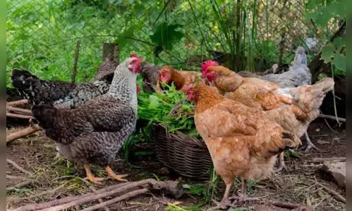 Ladrão  furta criação de galinhas em residência de Jardim Alegre