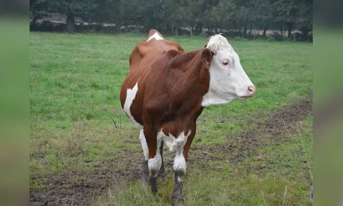 Criminosos sacrificam garrote para furtar carne em Ivaiporã