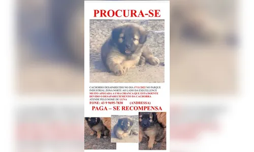 Família de Apucarana faz apelo para encontrar cachorra