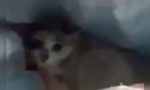 Gato é abandonado vivo dentro de sacola em condomínio; vídeo