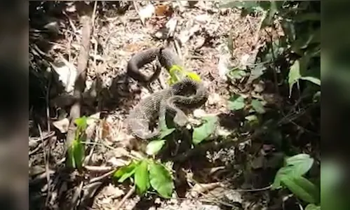 Vídeo: cascavel é flagrada por visitantes em trilha no Paraná