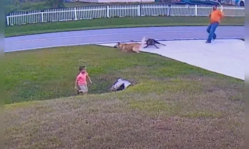 Pastor Alemão salva criança de 6 anos de ataque do cachorro do vizinho