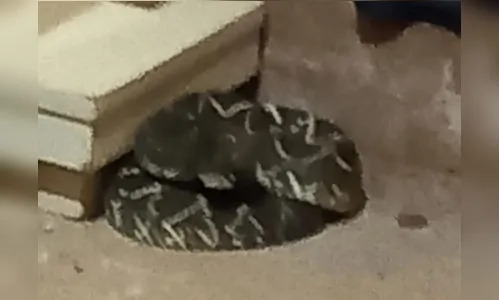 Cachorro 'salva' idosa ao encontrar serpente venenosa embaixo de cama