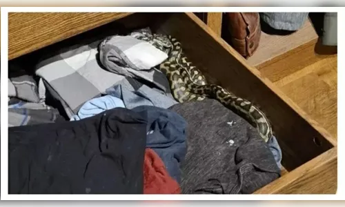 Homem abre gaveta do guarda-roupas e encontra cobra de 2,5 metros