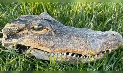 Gato acha cabeça de jacaré no quintal e a leva de 'presente' para dona