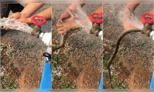 Inauguração de poço causa medo após cobra sair de torneira; vídeo