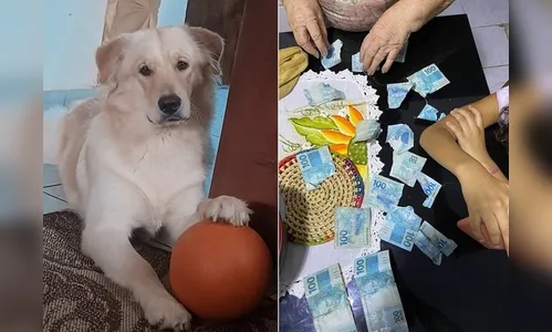 Cachorro rasga sete notas de R$ 100  de aposentada e vídeo viraliza