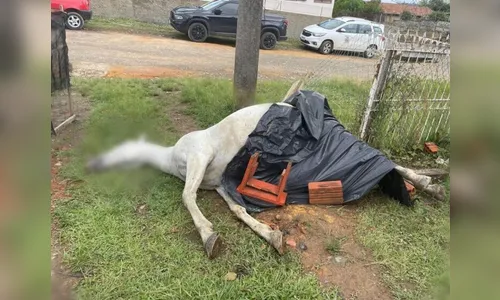 Crueldade: adolescentes acionam explosivo dentro de órgão de égua