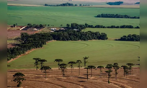 Caderno Regional Agropecuário analisa preço de terras no Paraná