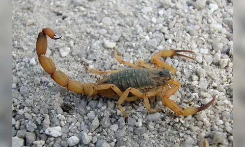 Saúde reforça cuidados para evitar acidentes com escorpião