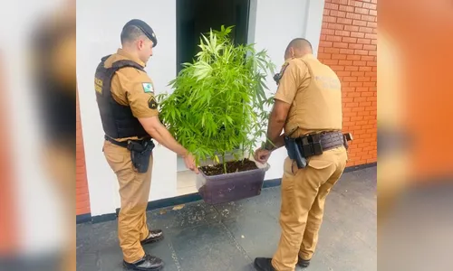 Após recuperar carro furtado, PM apreende pé de maconha em Apucarana