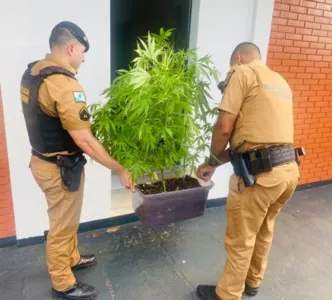 Pé de maconha foi apreendido pela polícia de Apucarana