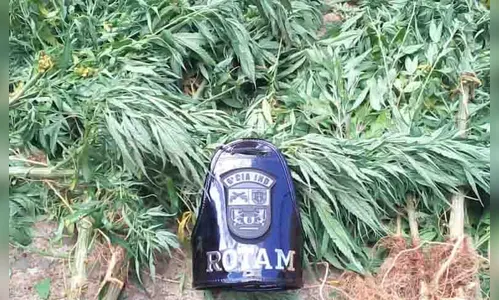 Homem é preso suspeito de plantar maconha em sítio, em Jardim Alegre