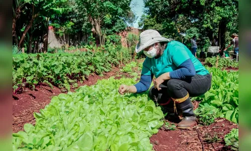 Programa ‘Horta Solidária” é reconhecido em prêmio estadual