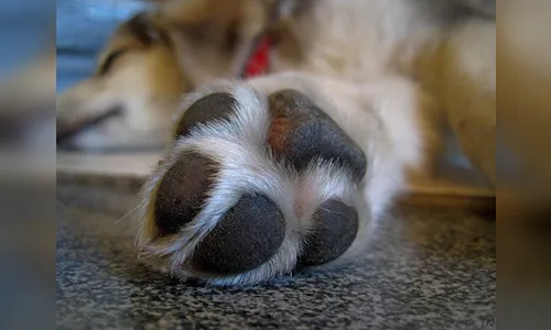 Motorista atropela cães e foge em Apucarana; animal morre