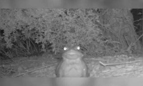 Parques pedem para que turistas não lambam sapo; entenda