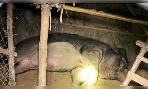 Idoso é morto mutilado por seu javali de estimação de 120 kg