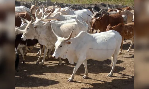 Quadrilha rouba cabeças de gado em Borrazópolis; família é feita refém