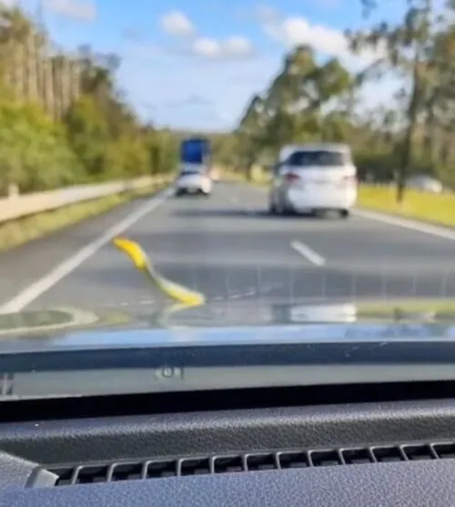 A imagem publicada por Kerry Jenkis exibe o momento em que o animal sai do capô do veículo