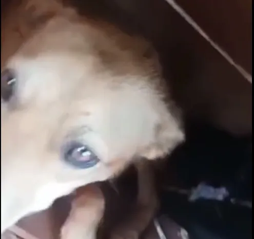 Dois cachorros foram resgatados por uma protetora de animais no Jardim Interlagos