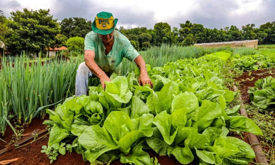 A fruticultura foi a aposta inicial para promover a diversificação, especialmente da chamada agricultura familiar