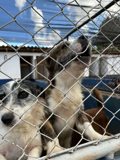 Cemsa recolhe apenas animais que necessitam de tratamento médico-veterinário