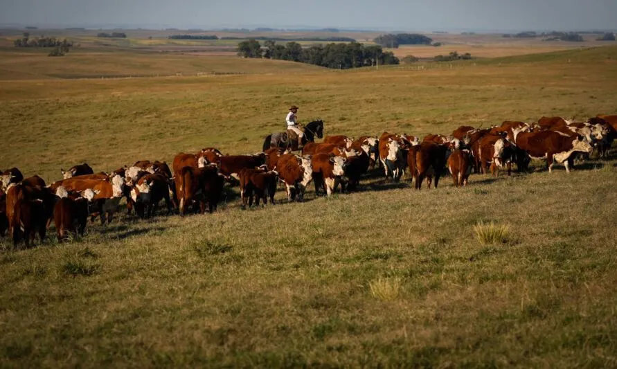 O prazo foi prorrogado pelo Ministério da Agricultura, Pecuária e Abastecimento após solicitação de alguns estados