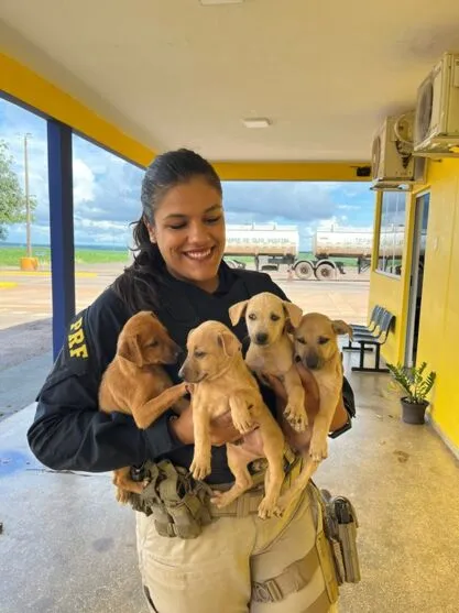 Os animais foram resgatados pela equipe de plantão, receberam atendimento veterinário e no momento encontram-se bem