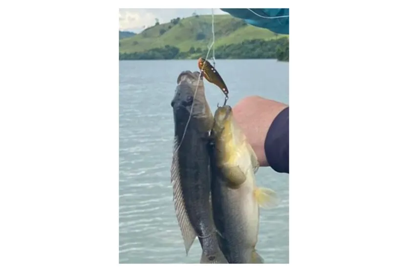 Relatório do projeto Rio Vivo aponta forte presença de espécie ameaçada de extinção no Rio Iguaçu - Na foto, o Jacundá, da família dos ciclídeos,  No Paraná, a espécie se faz presente na Bacia do Iguaçu.