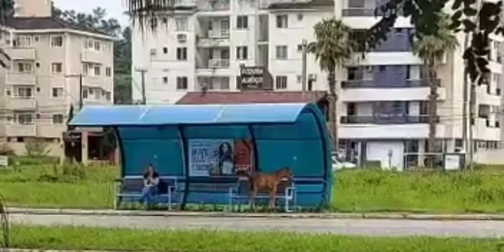 flagrante aconteceu no município de Palhoça, em Santa Catarina