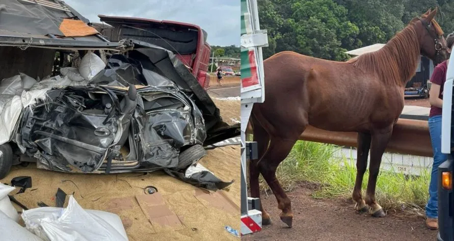 onforme a Polícia Rodoviária federal, o animal estava na rodovia, na altura do quilômetro 501