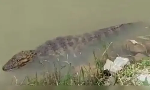 Jacaré se enrosca em linha de pescador e vídeo viraliza; assista