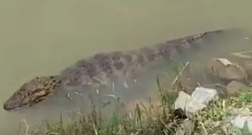 A cena foi registrada por um fotógrafo que passava pelo local no momento oportuno