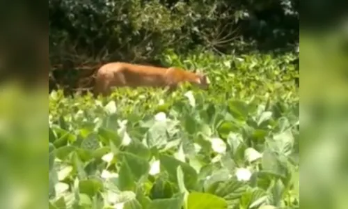 Onça é vista 'desfilando' por plantação em Rio Branco do Ivaí; veja