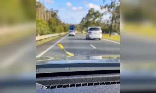 Cobra pega carona em capô de carro em movimento e vídeo viraliza; veja