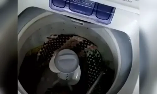 Cobra jararaca é encontrada dentro de lavadora de roupas; assista
