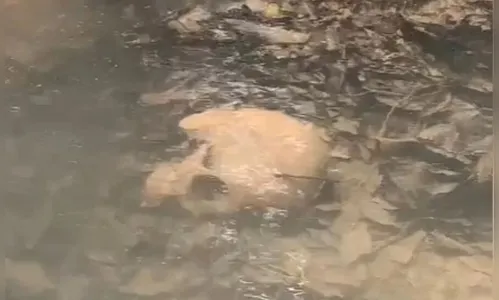 Casal encontra crânio humano em córrego; assista o vídeo