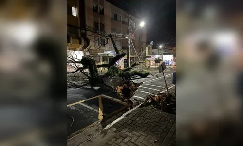 Árvore cai no centro de Apucarana e mobiliza Bombeiros; veja