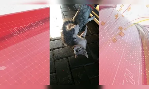 Filhote de gato preso dentro de carro é resgatado em Jandaia; assista