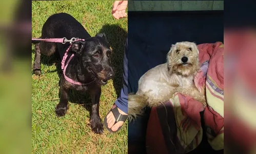 Famílias procuram cachorros desaparecidos em Apucarana