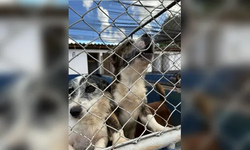 Abandono de animais de estimação aumenta no final de ano
