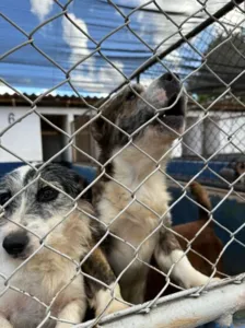 Cemsa recolhe apenas animais que necessitam de tratamento médico-veterinário