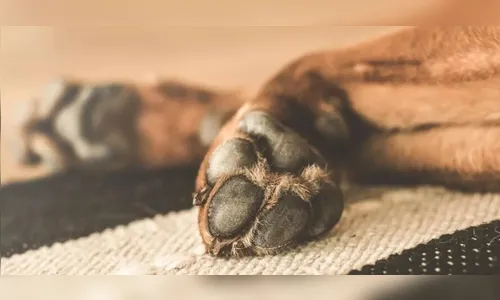 Homem mata cão e usa sangue para escrever ameaças para ex no PR