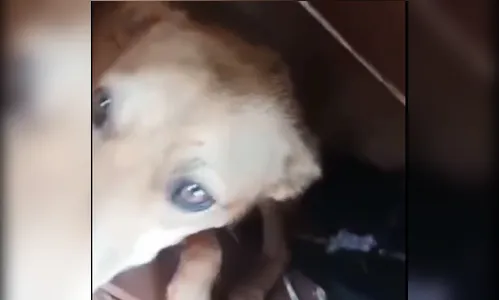 Cachorros são resgatados com ferimentos de faca no norte do PR; vídeo